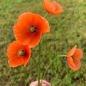 Meet your Posher, Erin